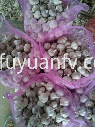  fresh garlic to Sri lanka 